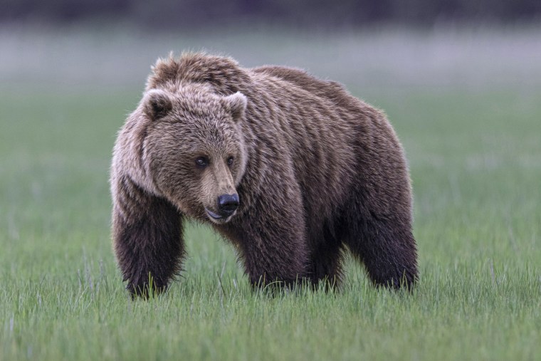 الدب الرمادي في ألاسكا